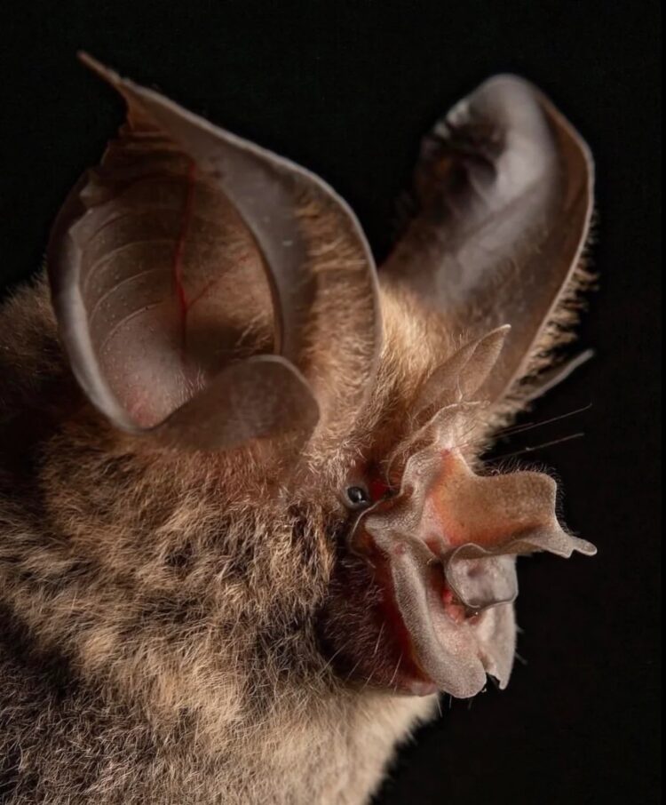Необычные виды летучих мышей: как выглядят животные, которых мы почти не видим. Большой подковонос. Источник изображения: reddit.com. Фото.