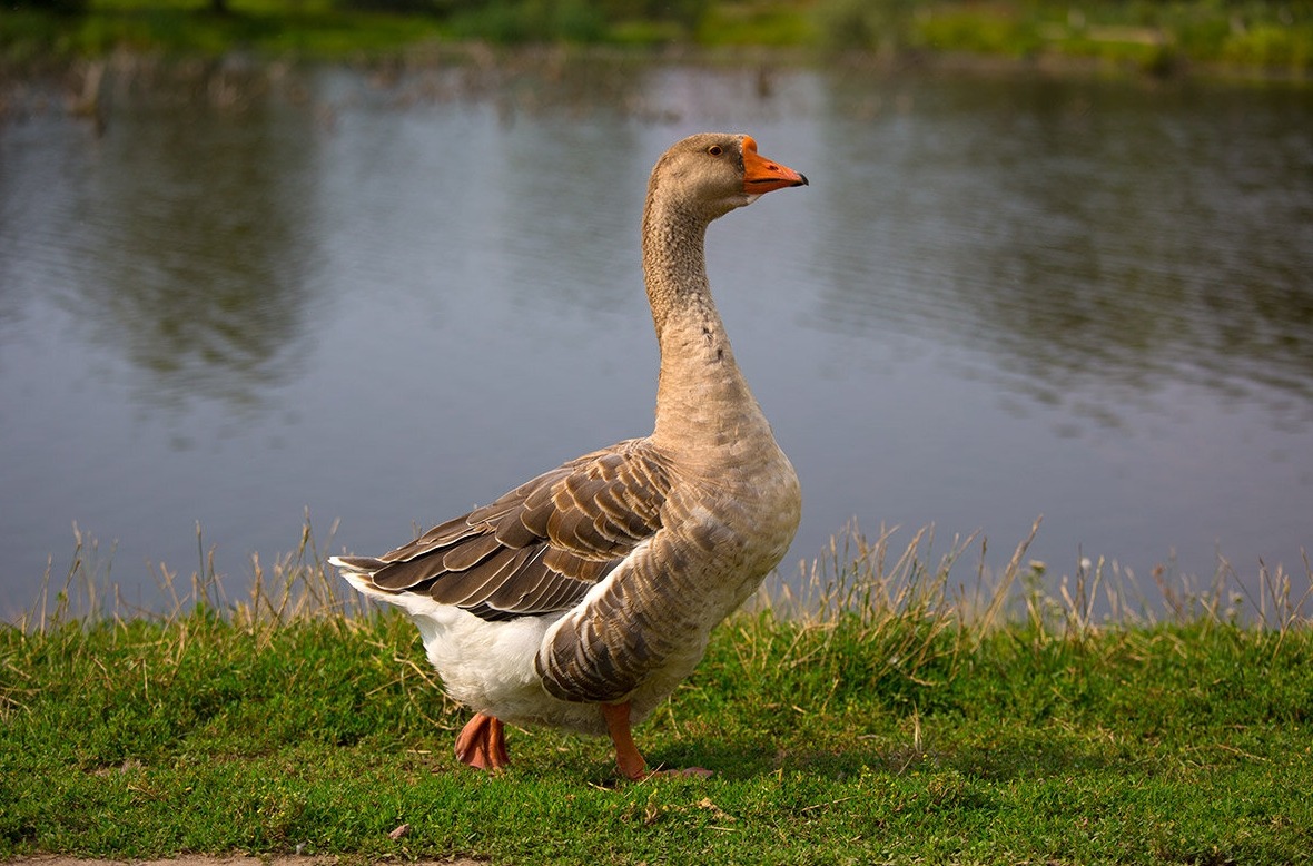 Почему гуси танцуют: самые правдивые предположения ученых