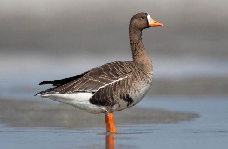 Гуси защищают территорию. В дикой природе гуси иногда кружатся, чтобы привлечь внимание стаи и укрепить социальные связи. Источник изображения: huntguidepro.com. Гуси защищают территорию. В дикой природе гуси иногда кружатся, чтобы привлечь внимание стаи и укрепить социальные связи. Источник изображения: huntguidepro.com. Фото.