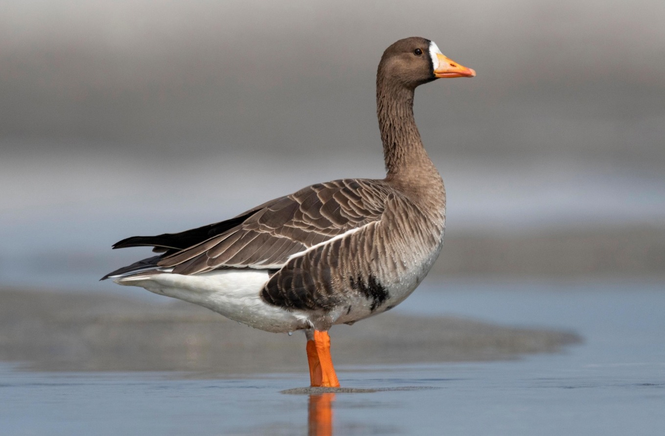 Гуси защищают территорию. В дикой природе гуси иногда кружатся, чтобы привлечь внимание стаи и укрепить социальные связи. Источник изображения: huntguidepro.com. Фото.