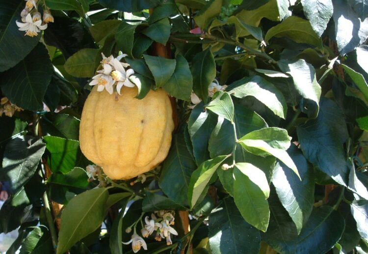 Настоящие места из древнегреческих легенд. Плод цитрона. Источник изображения: wikipedia.org. Настоящие места из древнегреческих легенд. Плод цитрона. Источник изображения: wikipedia.org. Фото.