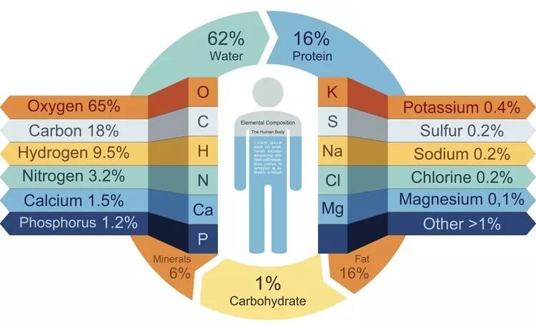 Основные химические соединения в организме человека. Химический состав человеческого тела. Источник изображения: thoughtco.com. Основные химические соединения в организме человека. Химический состав человеческого тела. Источник изображения: thoughtco.com. Фото.