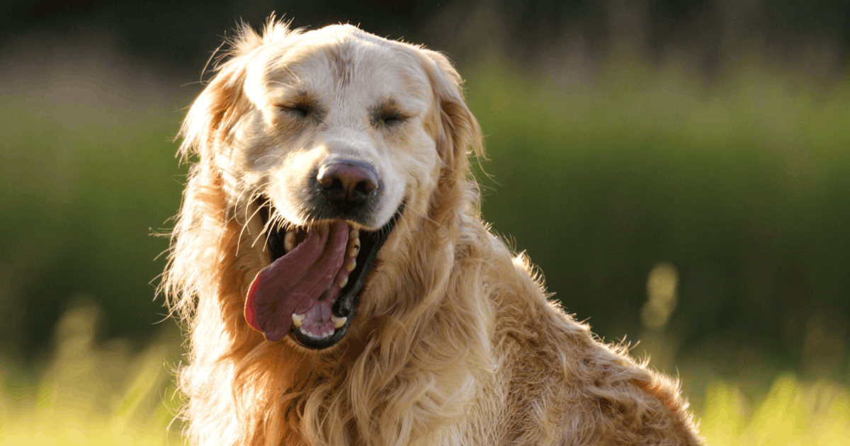 Какие гены у людей и золотистых ретриверов отвечают за эмоции и поведение. У обоих видов (людей и золотистых ретриверов) одни и те же гены влияют на интеллект, тревожность и депрессию. Источник изображения: pethelpful.com. Фото.