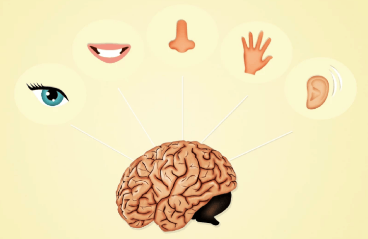 Что такое аносмия. Мозг не чувствует ничего сам, а только интерпретирует данные, полученные с органов восприятия. Этим можно и нужно пользоваться. Фото.