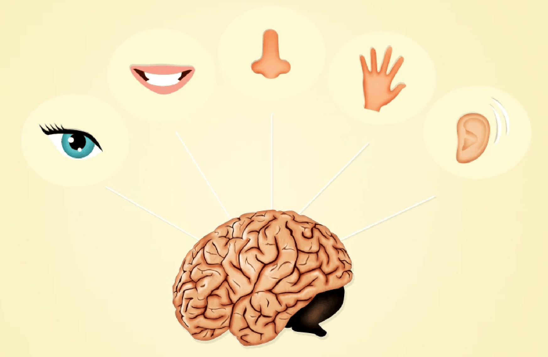 Мозг не чувствует ничего сам, а только интерпретирует данные, полученные с органов восприятия. Этим можно и нужно пользоваться. Фото.