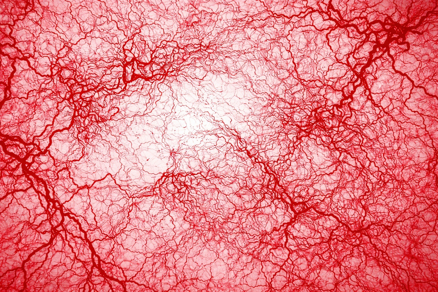 Что еще не видят наши глаза. Кровеносные сосуды глаза настолько тонкие, что их диаметр меньше одной десятой миллиметра. Фото.