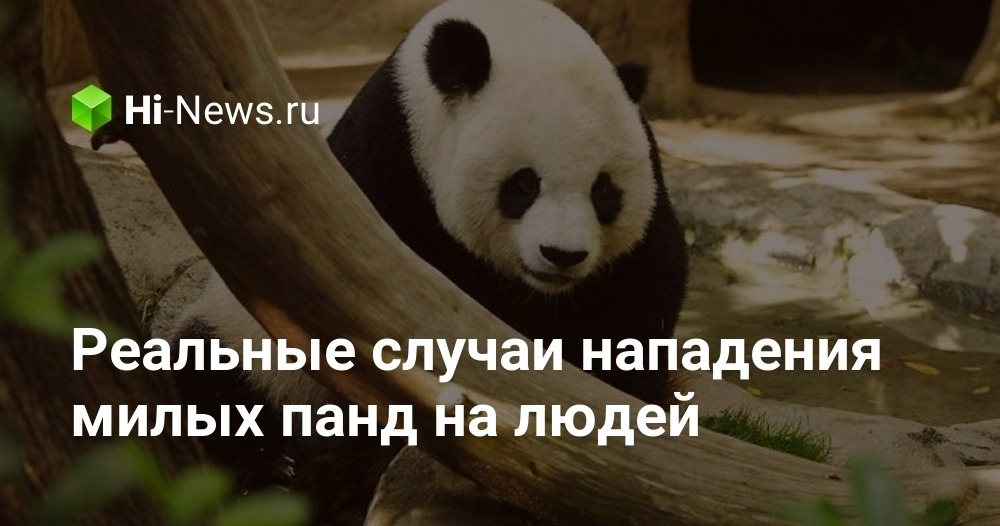 可爱的大熊猫袭击人的真实案例 可爱的大熊猫袭击人的真实案例