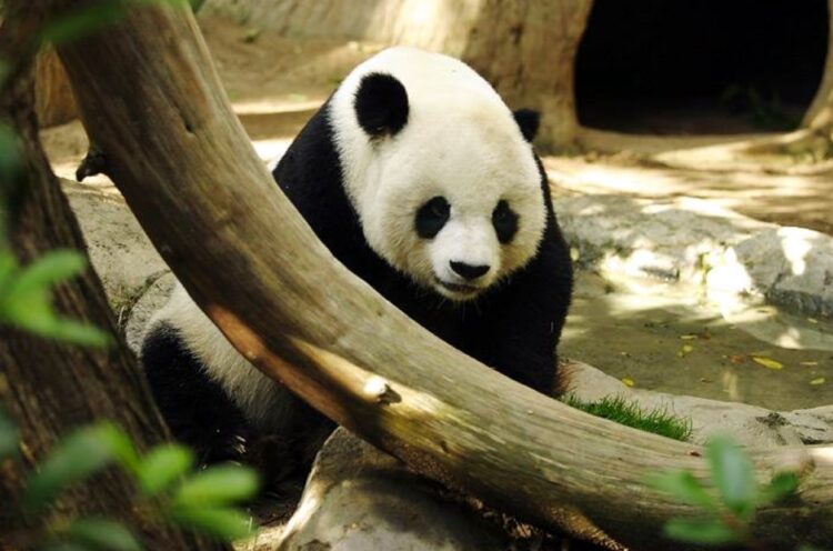 Реальные случаи нападения милых панд на людей. В дикой природе средняя продолжительность жизни панды составляет около 20 лет, в неволе — до 30. Источник изображения: wikipedia.org. Фото.