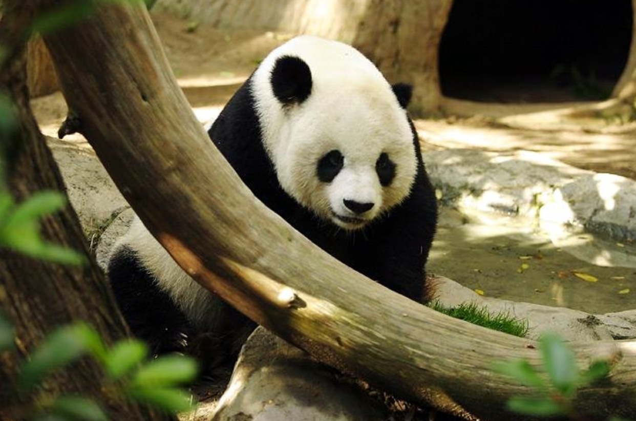 Реальные случаи нападения милых панд на людей