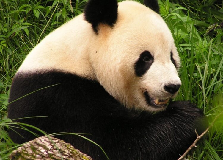 Сколько весит панда. У панды черная мордочка вокруг глаз помогает уменьшить солнечные блики и усиливает зрение в лесу. Источник изображения: wikipedia.org. Фото.
