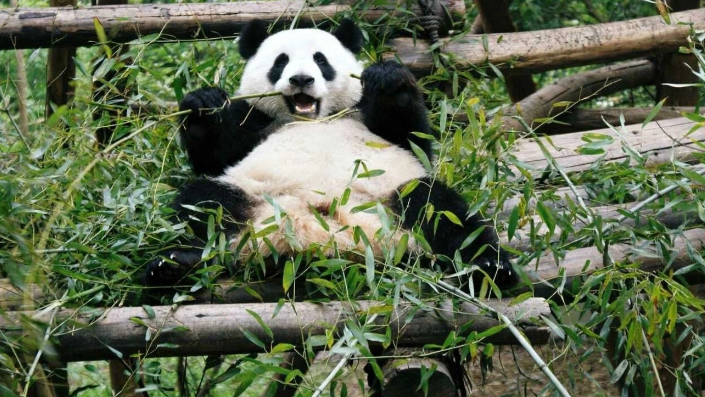 Как сильно кусает панда. Панды могут съедать до 40 килограммов бамбука в день, чтобы получить достаточно энергии.Источник изображения: market.yandex.ru. Фото.
