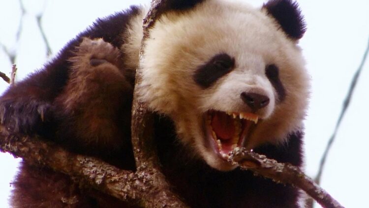 Нападают ли панды на людей. В дикой среде панды не нападают, а вот в вольере вполне могут. Источник изображения: YouTube-канал HowToFix. Фото.