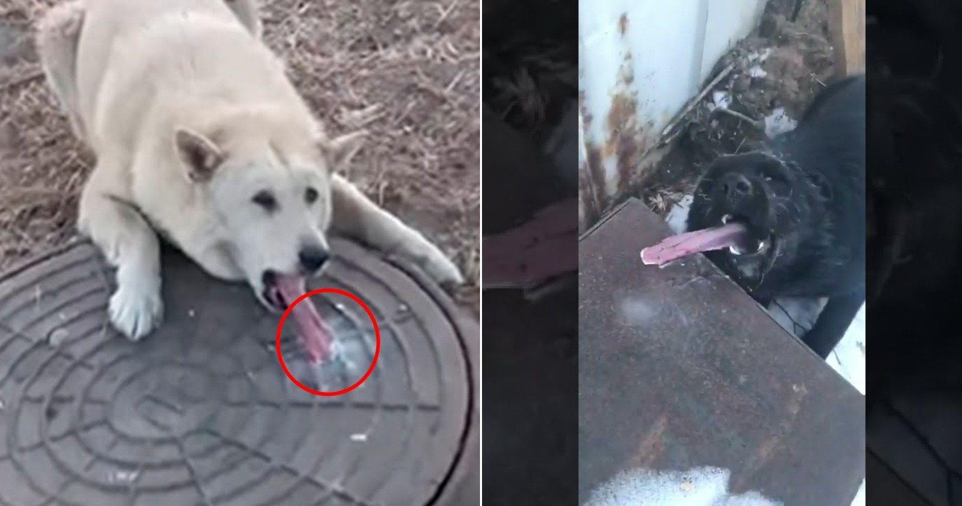 Да, это случается не только с людьми, но и разными животными. Даже птицы иногда примерзают лапками. Источники изображений: ifaba.ru, mungfali.com. Фото.