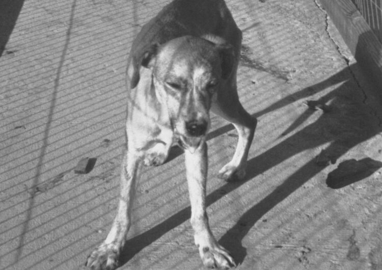 Первые симптомы бешенства у человека. Бешеная собака. Источник изображения: wikipedia.org. Фото.