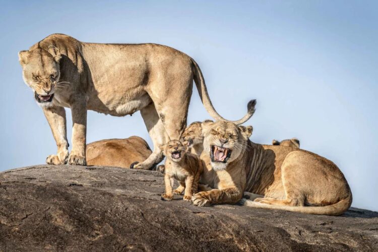 Финалисты Comedy Wildlife Photography Awards 2025: 14 самых смешных кадров. Фото: Брет Саалвехтер. Источник изображения: comedywildlifephoto.com. Фото.