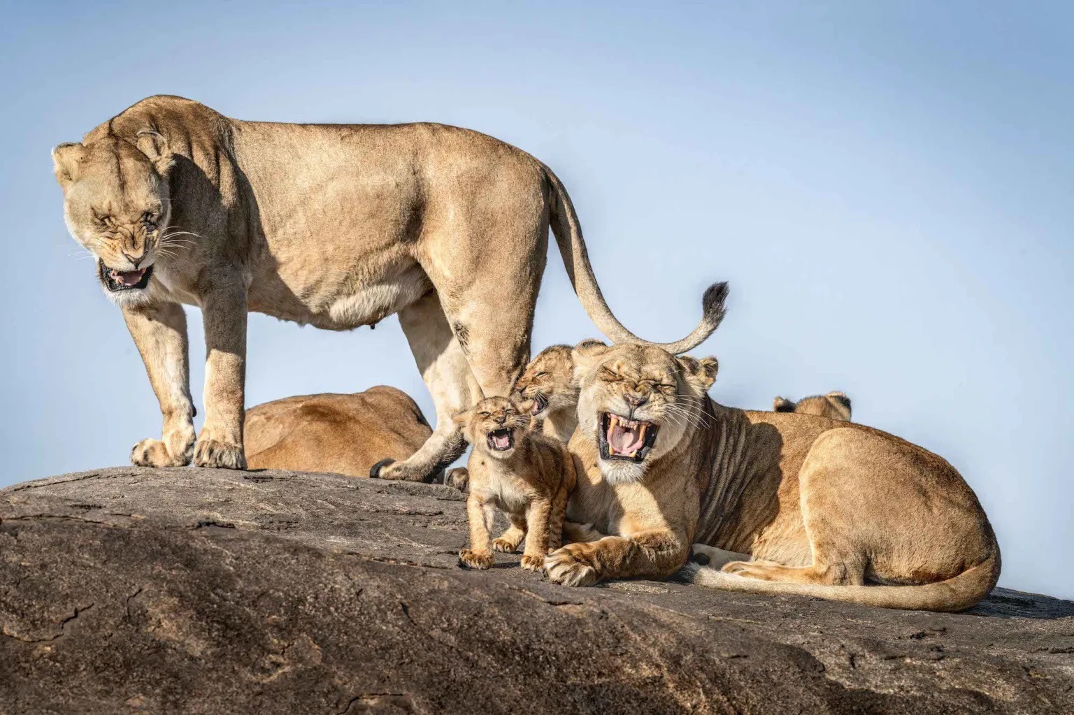 Фото: Брет Саалвехтер. Источник изображения: comedywildlifephoto.com. Фото.