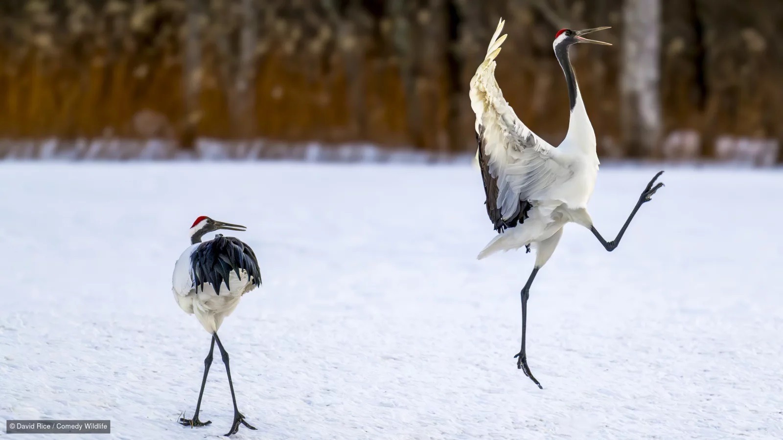 Фото: Дэвид Райс. Источник изображения: comedywildlifephoto.com. Фото.