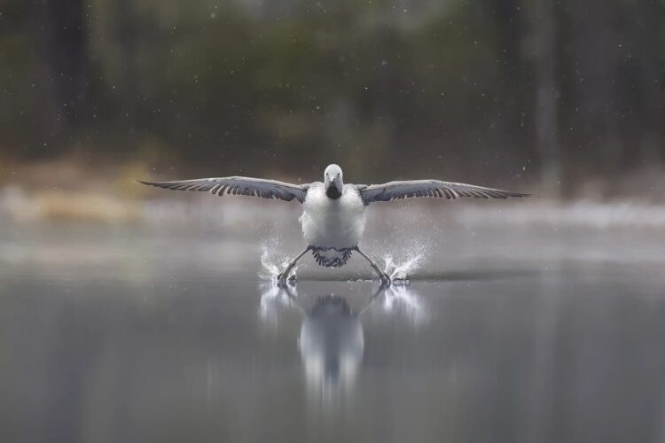 Финалисты Comedy Wildlife Photography Awards 2025: 14 самых смешных кадров. Фото: Эркко Бадерманн. Источник изображения: comedywildlifephoto.com. Фото.