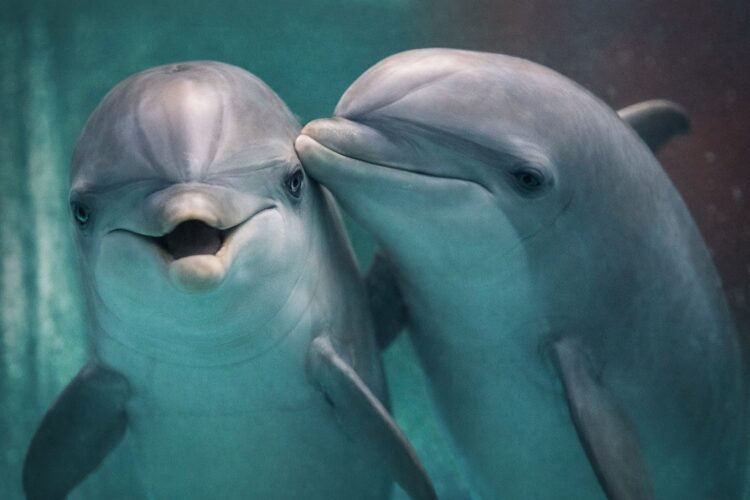 Дельфины обладают эхолокацией. Дельфины не только держатся стаями, но и действуют сообща. Фото.