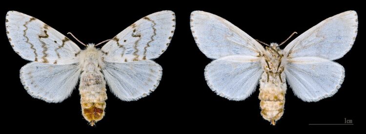 Как производится шелк. Размеры бабочки тутового шелкопряда. Источник изображения: wikimedia.org. Фото.