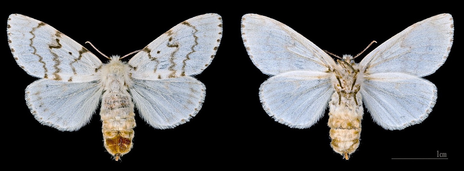 Как производится шелк. Размеры бабочки тутового шелкопряда. Источник изображения: wikimedia.org. Как производится шелк. Размеры бабочки тутового шелкопряда. Источник изображения: wikimedia.org. Фото.