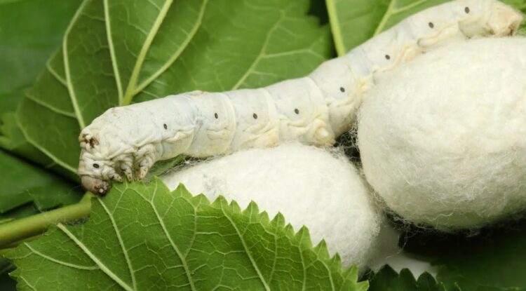 Из яйца появляется гусеница. Гусеница шелкопряда. Источник изображения: Live Science. Фото.