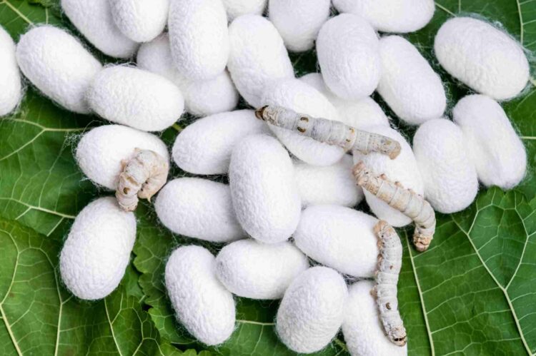 Гусеница делает кокон из шелка. Один килограмм натурального шелка требует в среднем около 6–7 тысяч коконов шелкопряда. Источник изображения: Live Science. Фото.