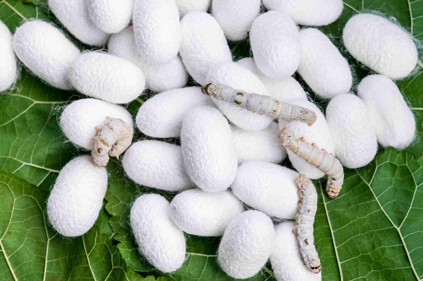 Гусеница делает кокон из шелка. Один килограмм натурального шелка требует в среднем около 6–7 тысяч коконов шелкопряда. Источник изображения: Live Science. Гусеница делает кокон из шелка. Один килограмм натурального шелка требует в среднем около 6–7 тысяч коконов шелкопряда. Источник изображения: Live Science. Фото.