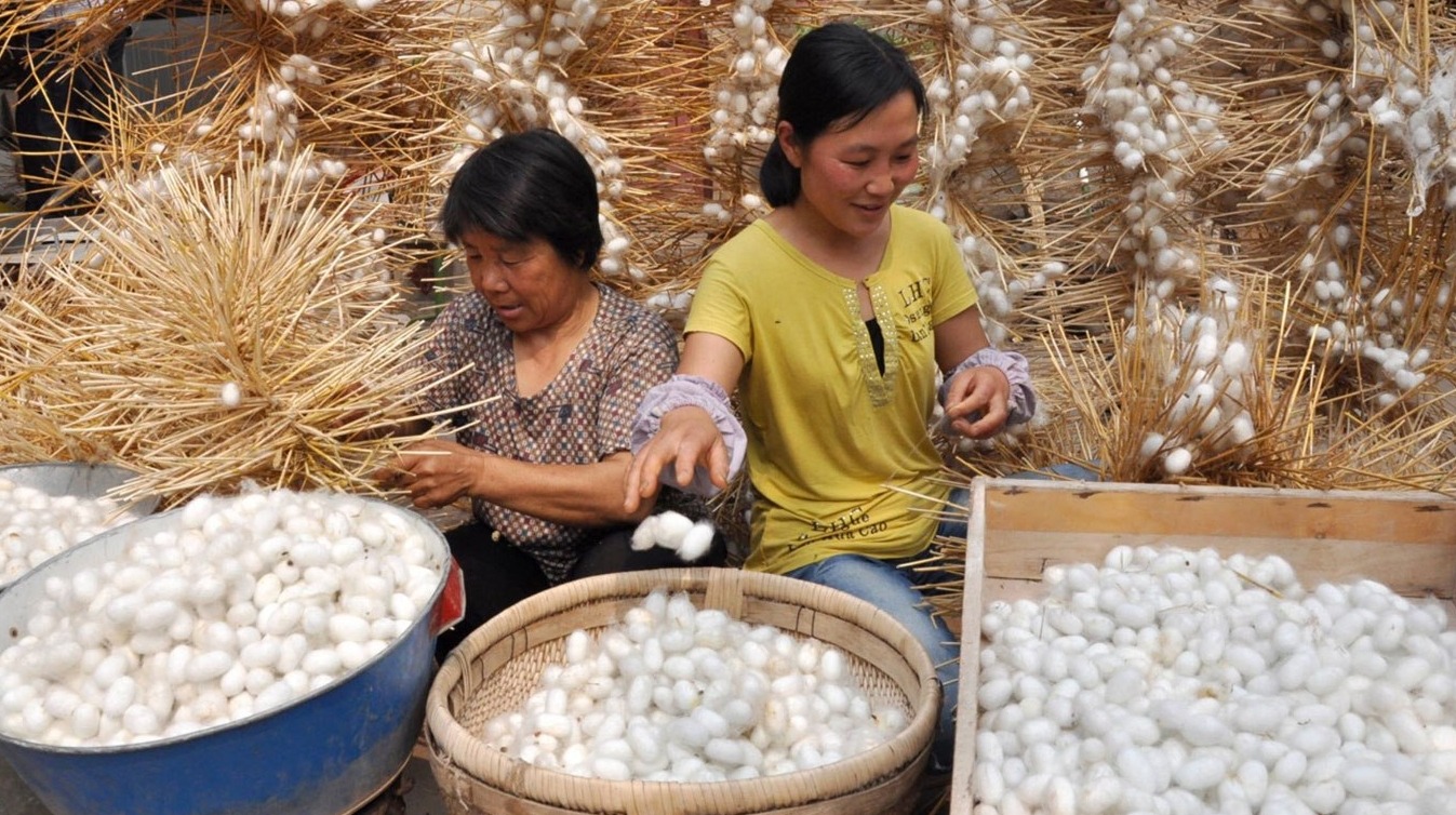 Коконы собирают для производства шелка. Сбор коконов шелкопряда. Источник изображения: reddit.com. Коконы собирают для производства шелка. Сбор коконов шелкопряда. Источник изображения: reddit.com. Фото.