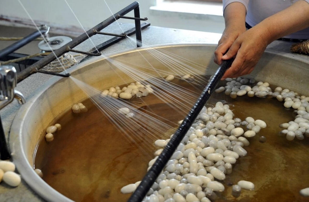 Кокон шелкопряда превращают в нить. Размачивание шелка и получение нитей. Источник изображения: nova24.uz. Кокон шелкопряда превращают в нить. Размачивание шелка и получение нитей. Источник изображения: nova24.uz. Фото.