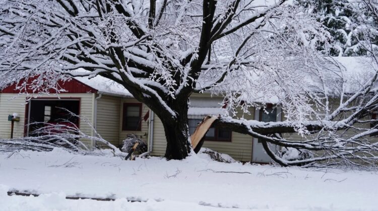 Почему деревья трескаются от мороза. Треснувшее от холода дерево в США. Источник изображения: popsci.com. Фото.