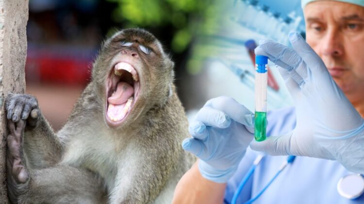 Оспа обезьян. У некоторых вирусов симптомы у животных почти незаметны, из-за чего они долго распространяются, оставаясь вне поля зрения врачей. Источник изображения: forbes.kz. Фото.