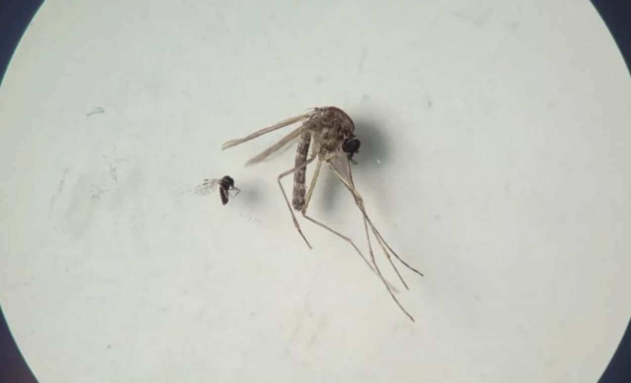 Вирус Оропуш. Вирус Оропуш чаще вызывает вспышки в городах, чем в джунглях, потому что переносчики хорошо адаптируются к жизни рядом с людьми. Источник изображения: dominicantoday.com. Фото.