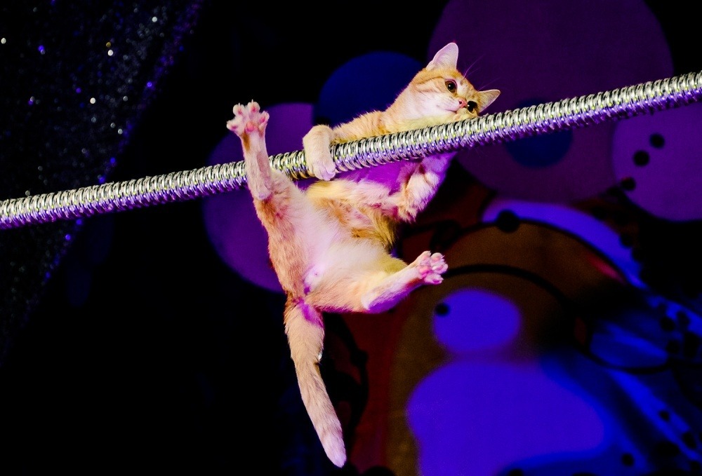 Можно ли дрессировать кошек, как собак, и чему их реально научить