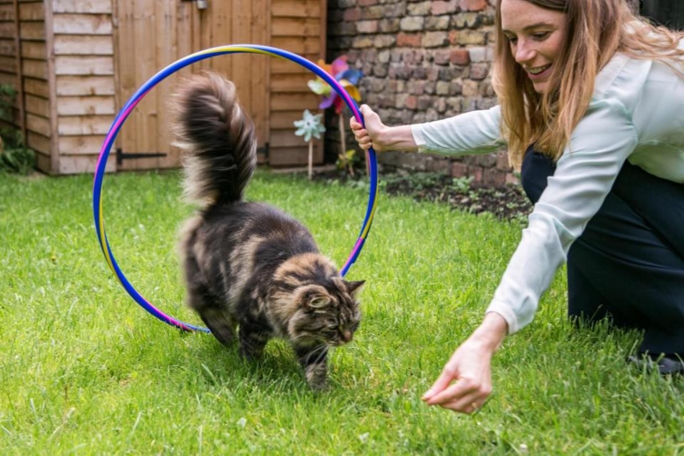 Cats generally aren't oriented toward directives and hierarchy, so commands work differently than with dogs