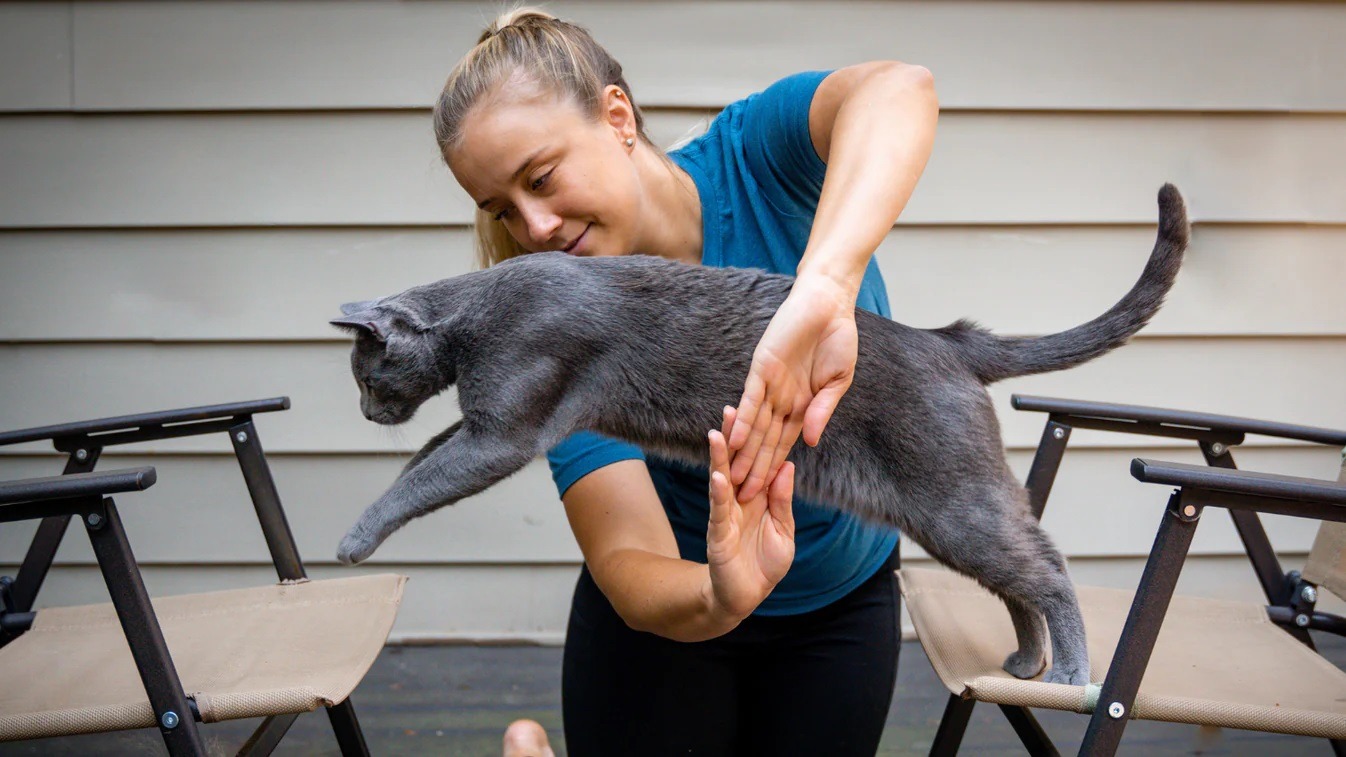 It's best to start training at an early age, when the cat is still exploring the world around them