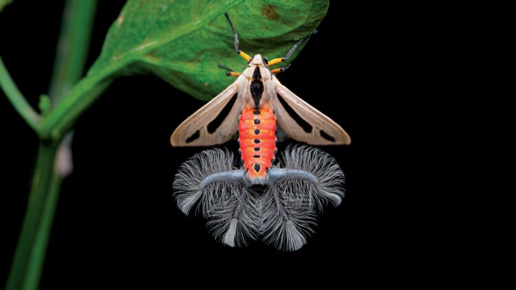 Как выглядит моль Бафомета: что это за щупальца и опасна ли она. Самая странная моль Австралии: что скрывают её жуткие щупальца. Источник изображения: nationalgeographic.ge. Фото.