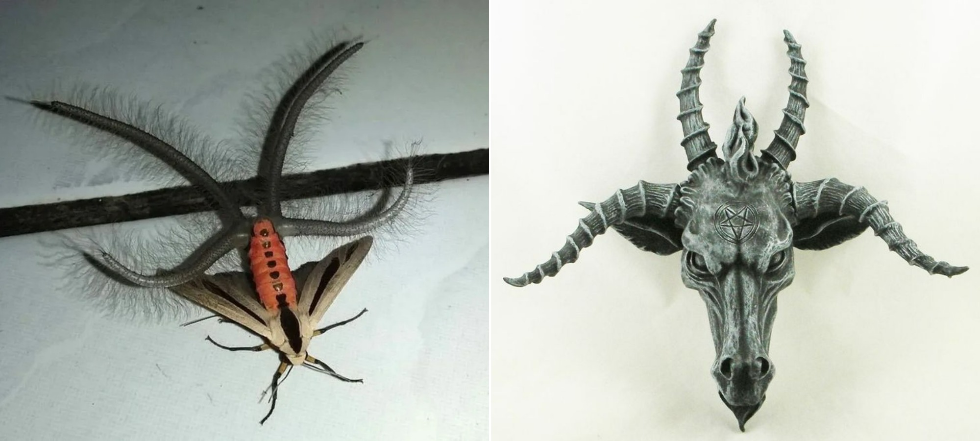 Что за «щупальца» у моли Бафомета и что такое корематы. Почему моль Бафомета так названа? Вот то самое сходство. Источники изображений: imgur.com, ru.pinterest.com. Фото.