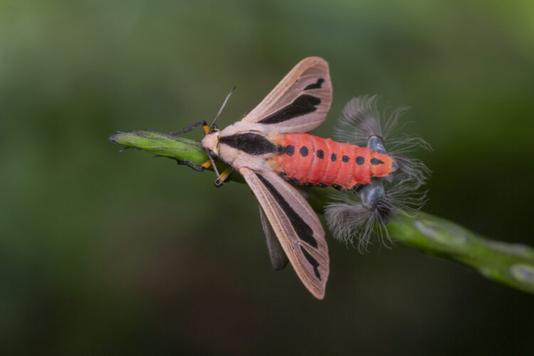 Что за «щупальца» у моли Бафомета и что такое корематы. За пугающей внешностью этого существа скрывается вполне объяснимая биология. Источник изображения: newsinvest.ru. Фото.