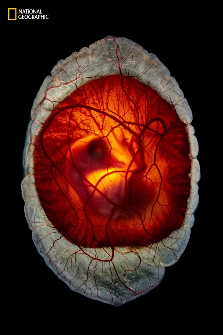 Лучшие фото за 2025 год от National Geographic. Фото: Ананд Варма. Источник изображения: nationalgeographic.com. Фото.