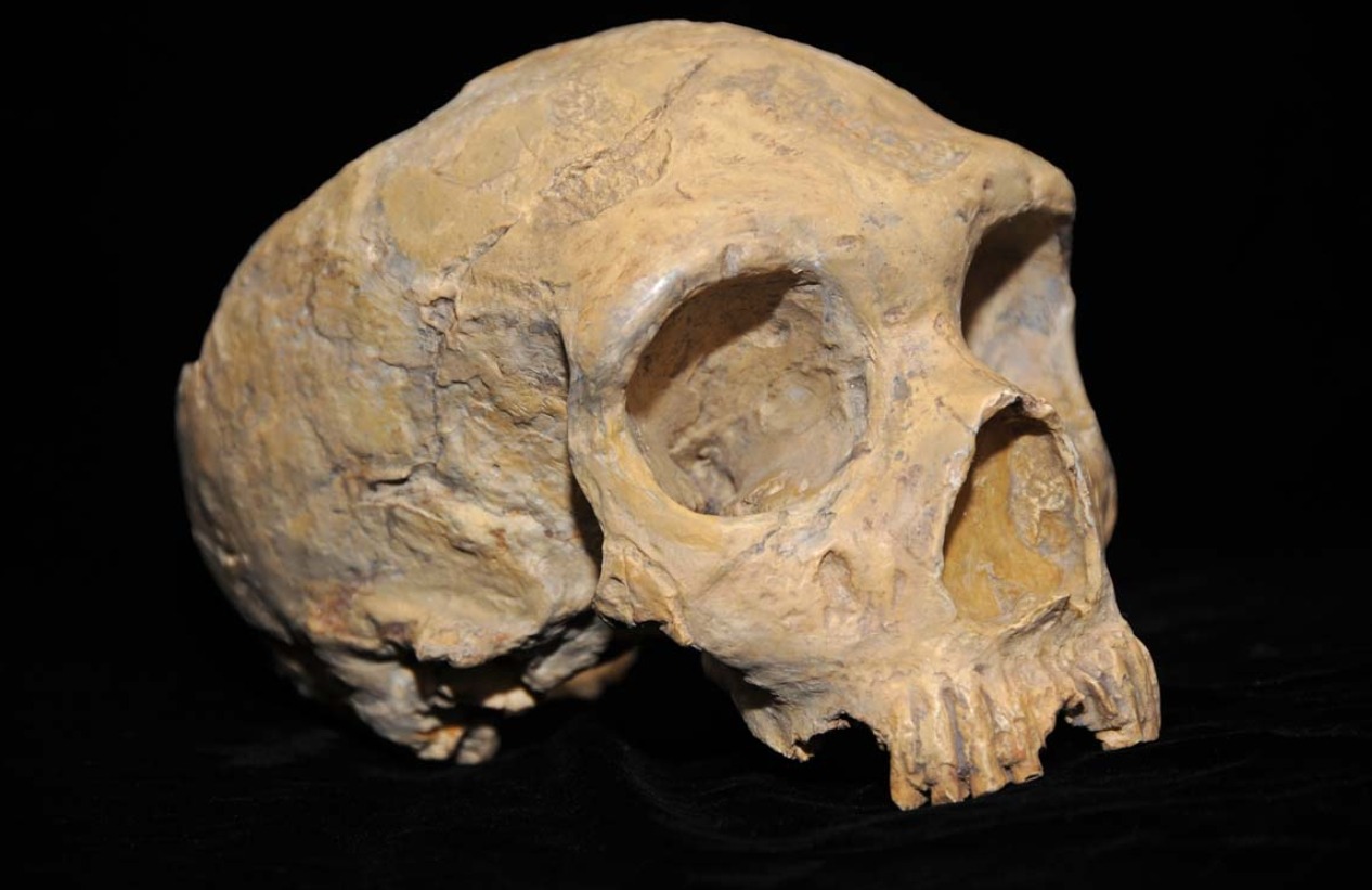 Череп неандертальца. Источник изображения: wikimedia.org. Фото.