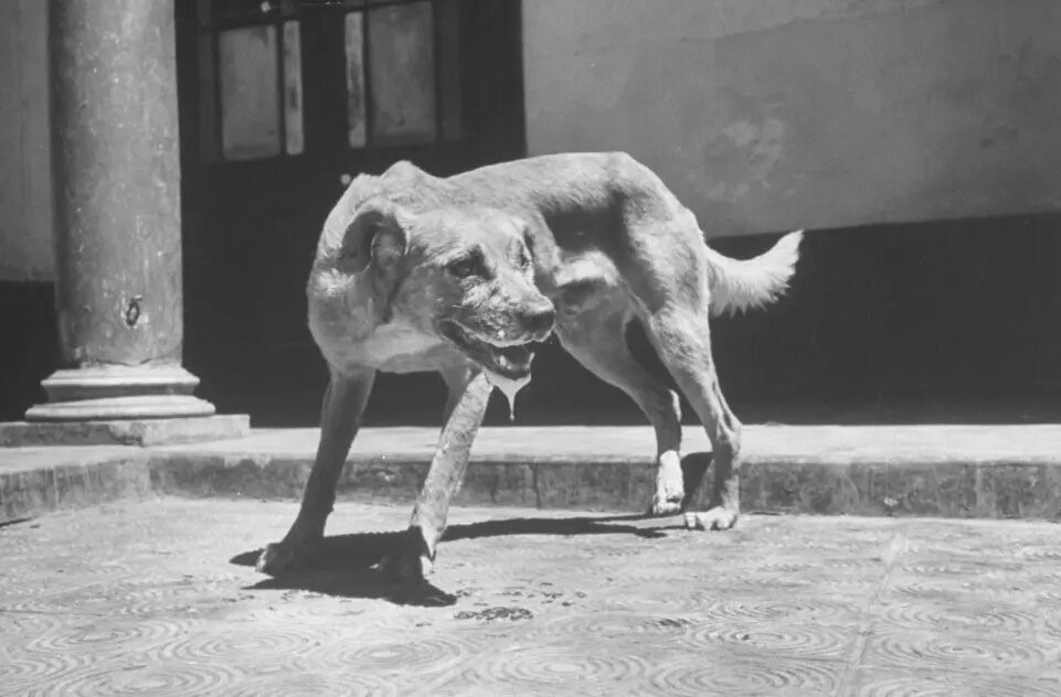 Многие думают, что бешеное животное легко определить по его нетипичному поведению, повышенному слюноотделению, агрессии и попыткам укусить. Но если животное заразилось недавно, оно не будет вести себя так. Источник изображения: dzen.ru. Фото.