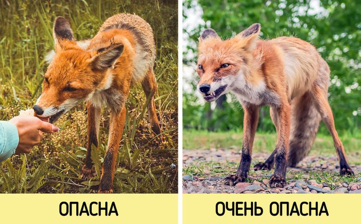 Что делать при встрече, укусе или контакте с подозрительным животным. Важно учитывать: животное становится заразным ещё во время инкубационного периода, когда явных признаков патологии не наблюдается. В этот период лисы могут быть более ласковыми и начать лизать вам руки, а потом укусить. Источник изображения: myseldon.com. Фото.