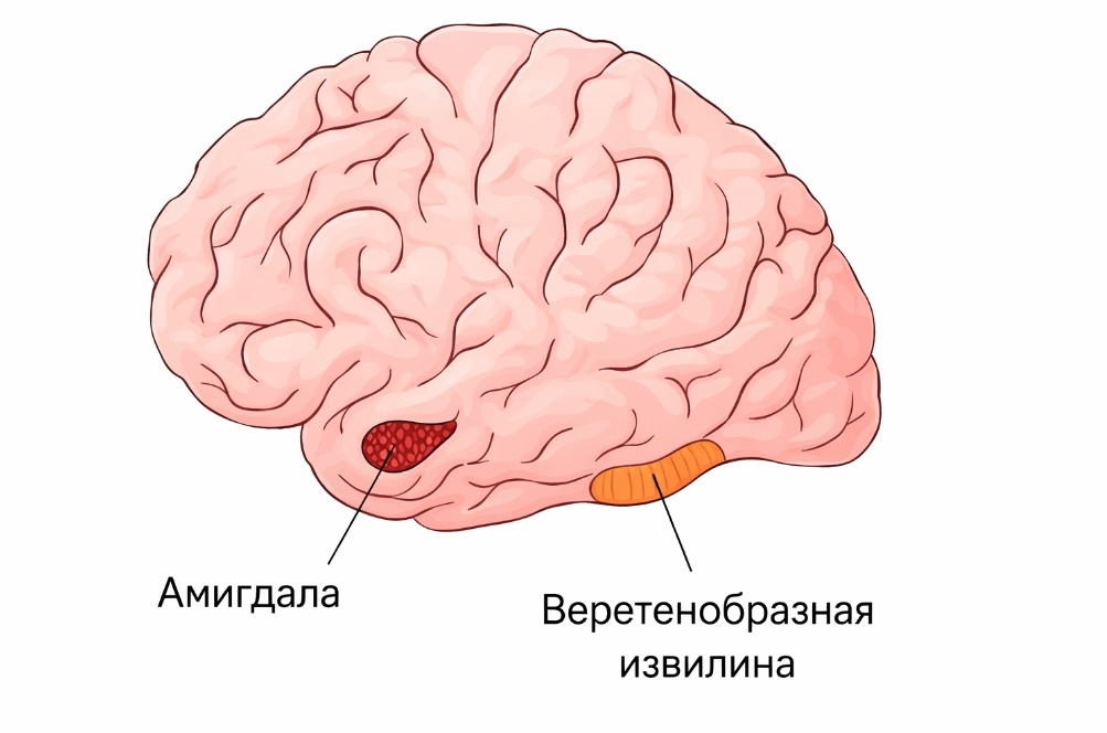 Why the Brain Stops Recognizing Loved Ones. Amygdala and fusiform gyrus. Photo.