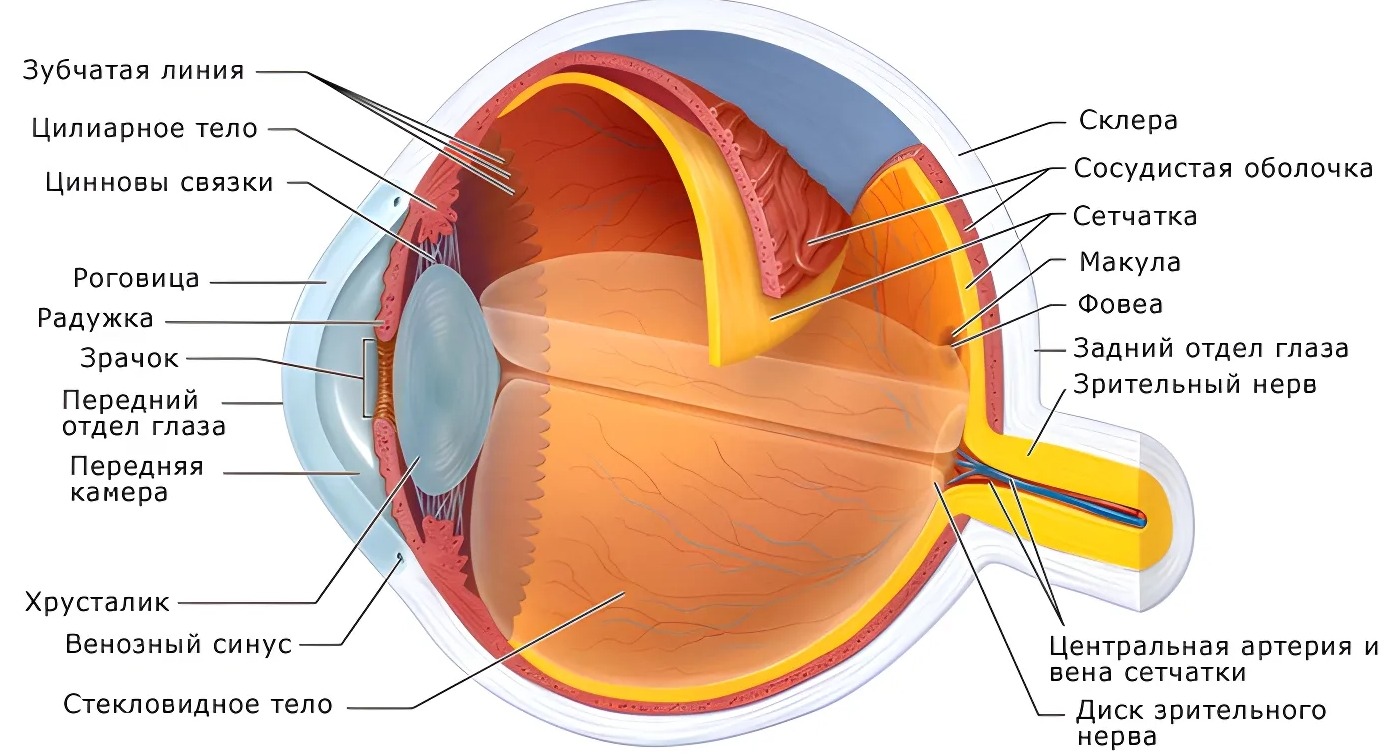 Строение глаза человека. Источник изображения: eyesurgerycenter.ru. Фото.