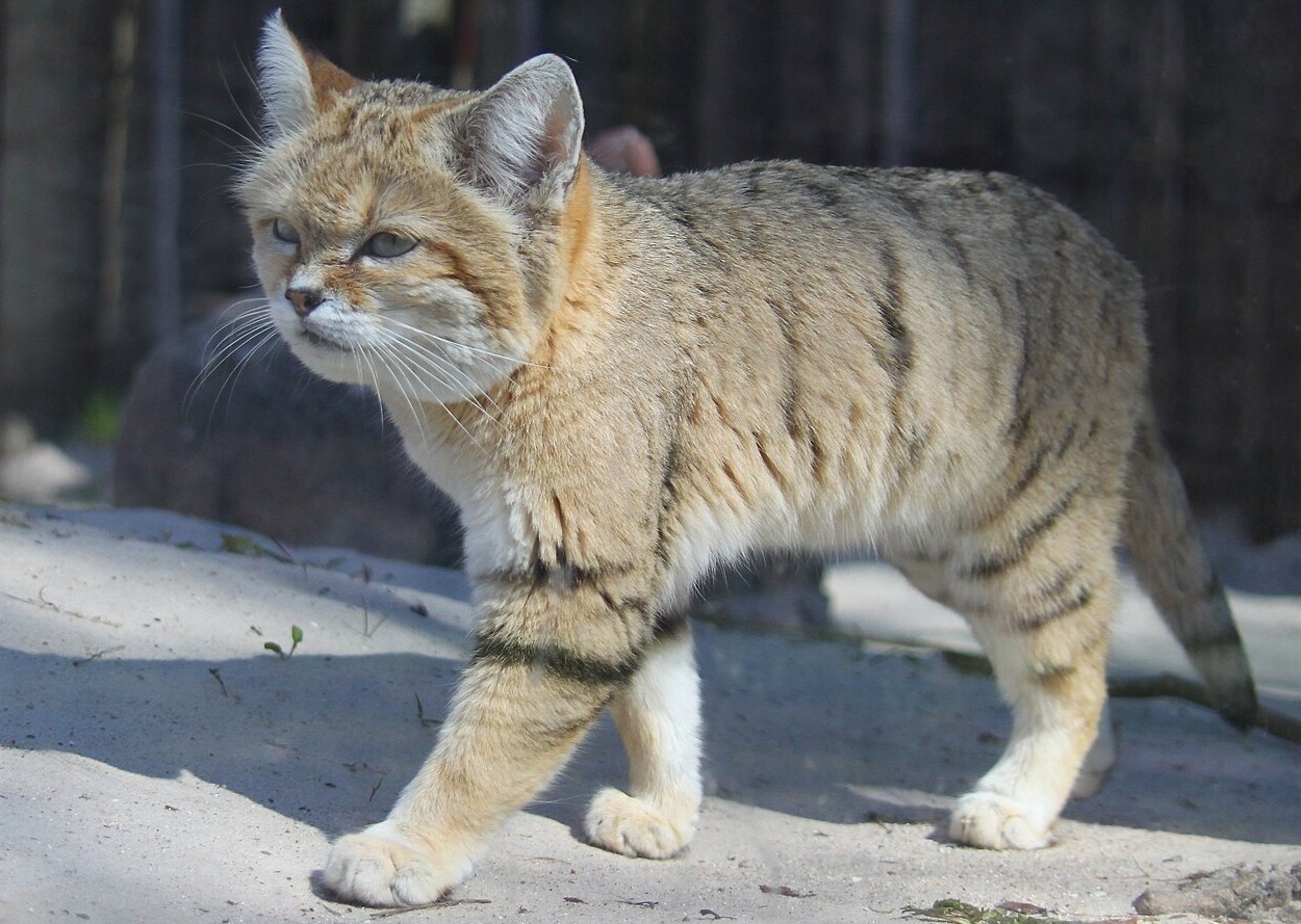 What Does the Sand Cat Look Like