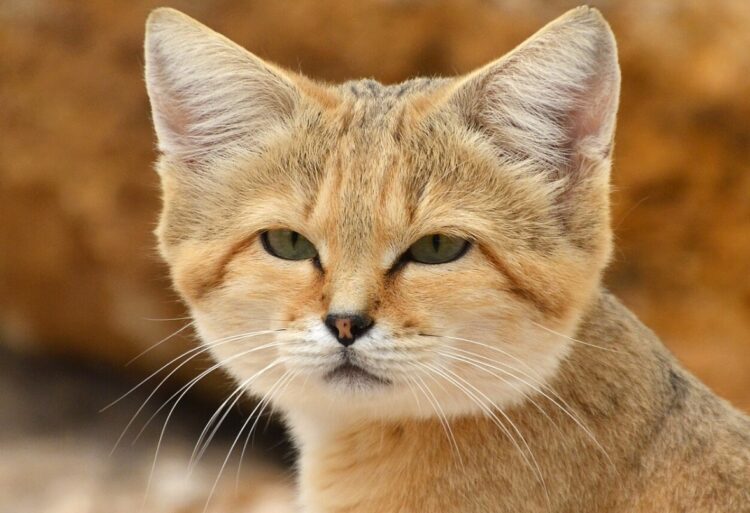 Кошки живущие в пустынях. Эта милая мордашка не боится даже змей. Источник изображения: wikipedia.org. Кошки живущие в пустынях. Эта милая мордашка не боится даже змей. Источник изображения: wikipedia.org. Фото.