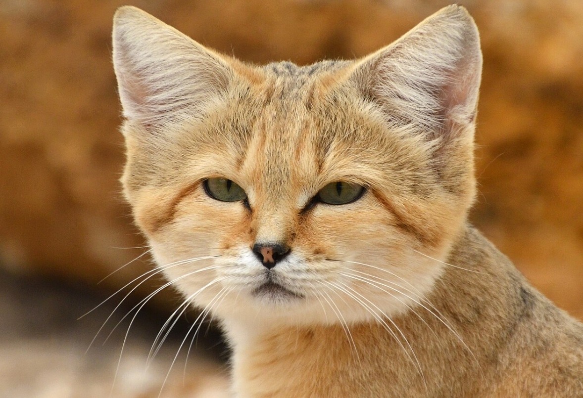 Cats Living in Deserts