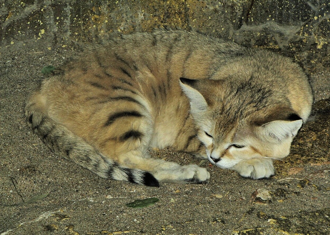 Cats That Dig Burrows
