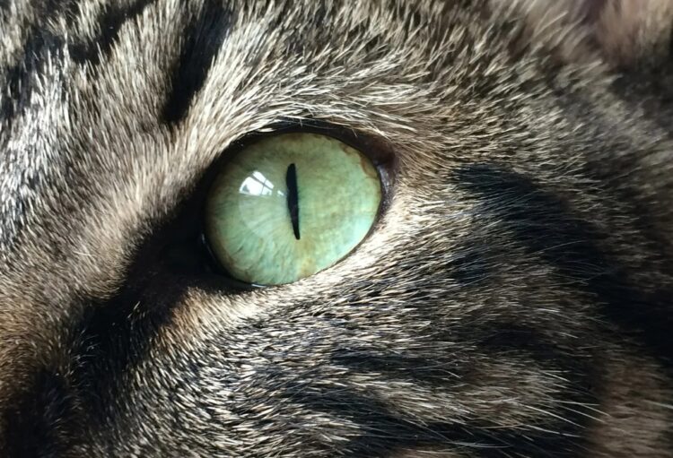 Почему у кошек вытянутые зрачки. Узкий зрачок кошки. Источник изображения: wikipedia.org. Фото.